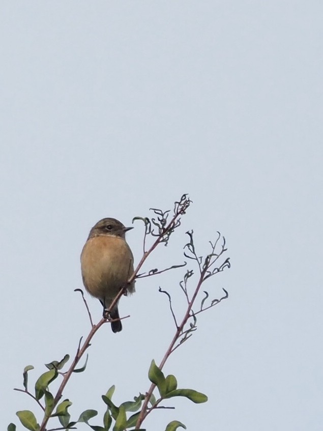 European Stonechat - ML645507175