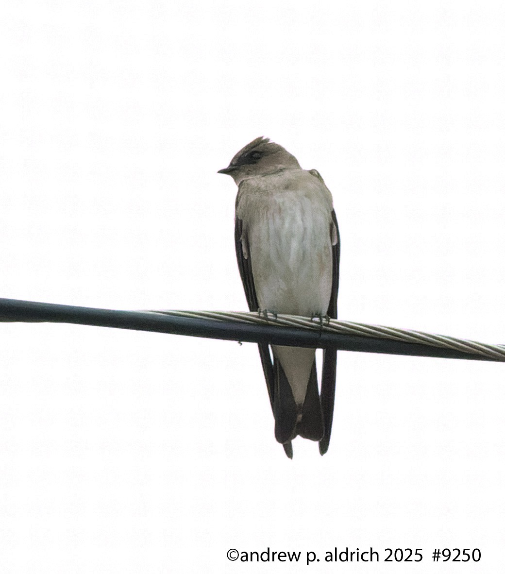 Northern Rough-winged Swallow - ML645507179