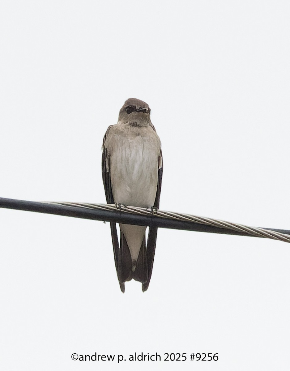 Northern Rough-winged Swallow - ML645507180