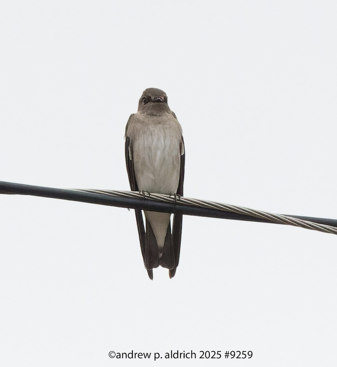 Northern Rough-winged Swallow - ML645507181