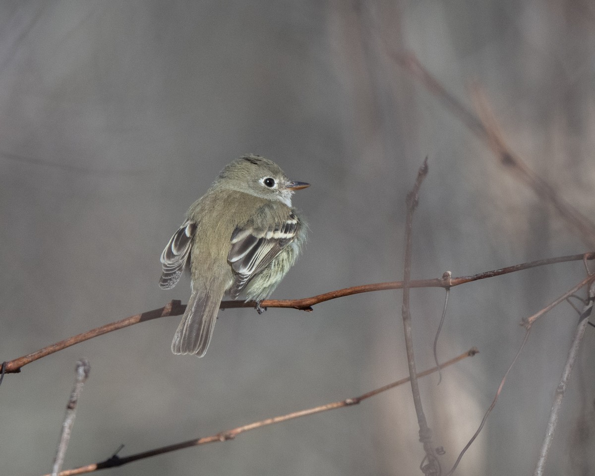 Least Flycatcher - ML645507188