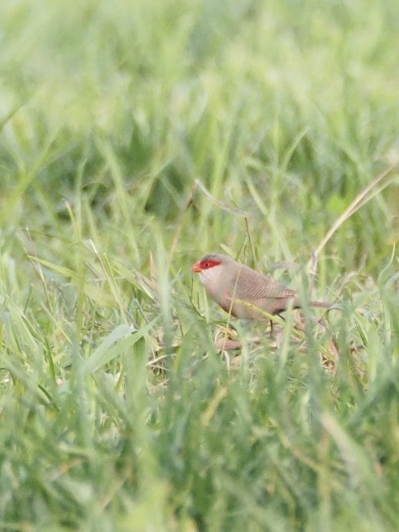 Common Waxbill - ML645507199