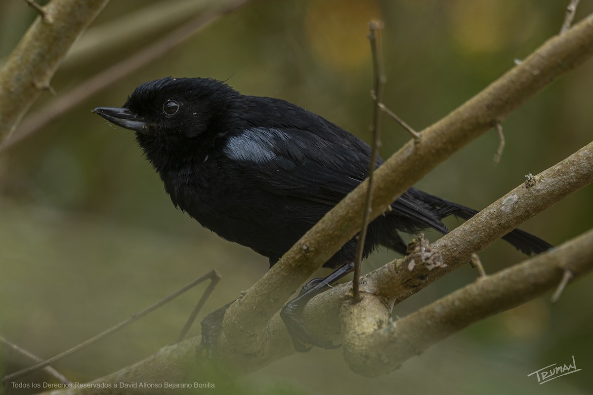 Glossy Flowerpiercer - ML645507201