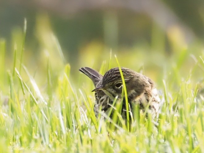 Meadow Pipit - ML645507209