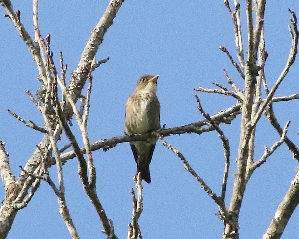 tyranovec severský - ML645507211