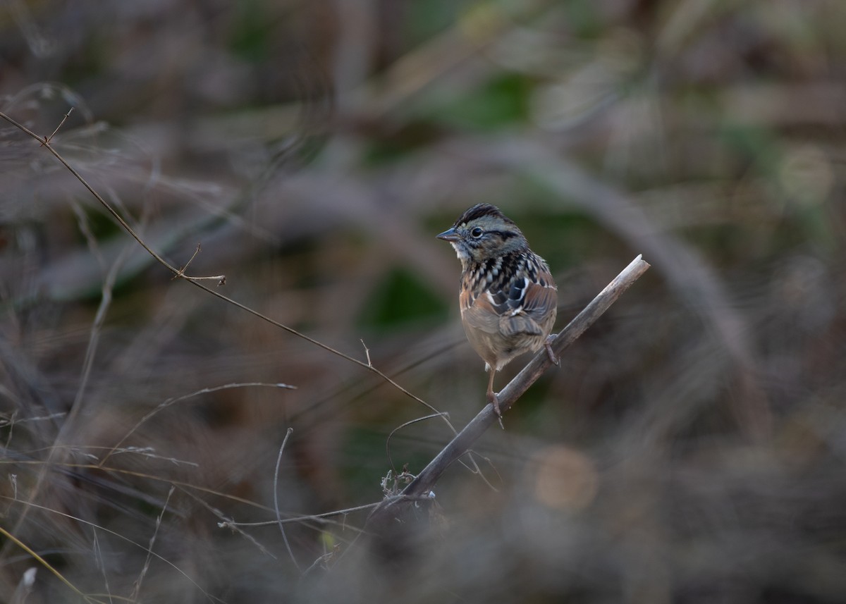 Swamp Sparrow - ML645507219