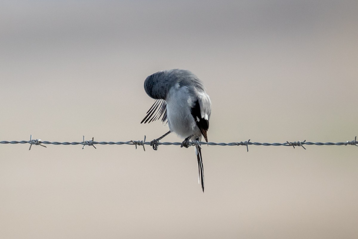 Great Gray Shrike (Sahara) - ML645507229