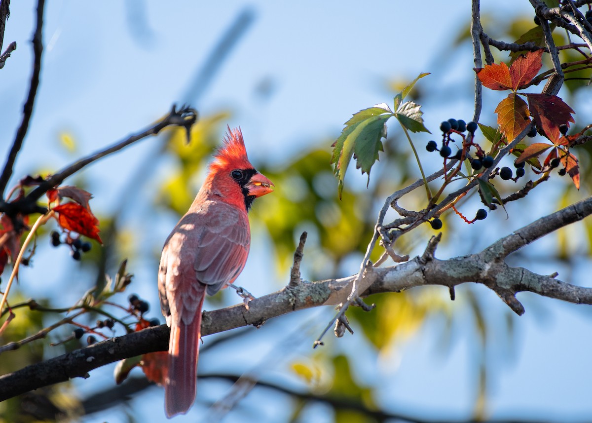 Northern Cardinal - ML645507230