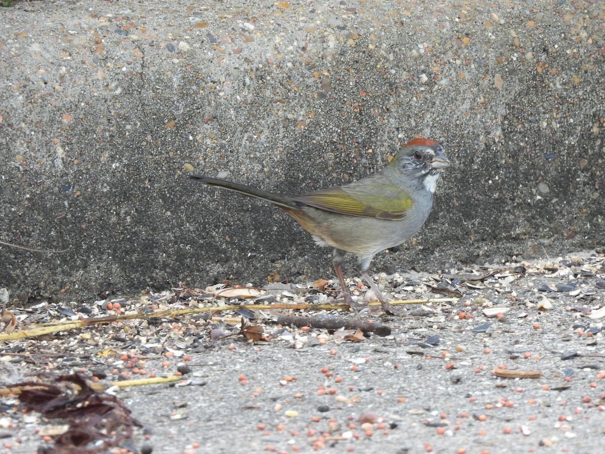 Green-tailed Towhee - ML645507234
