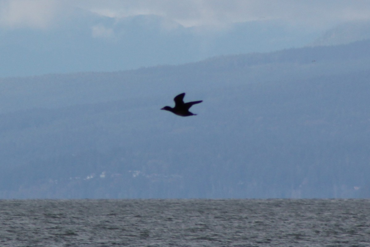 turpan žlutozobý - ML645507239