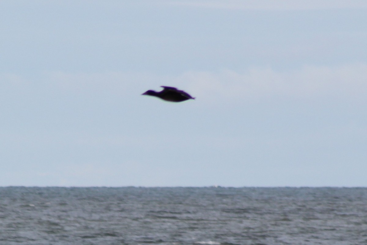 turpan žlutozobý - ML645507240