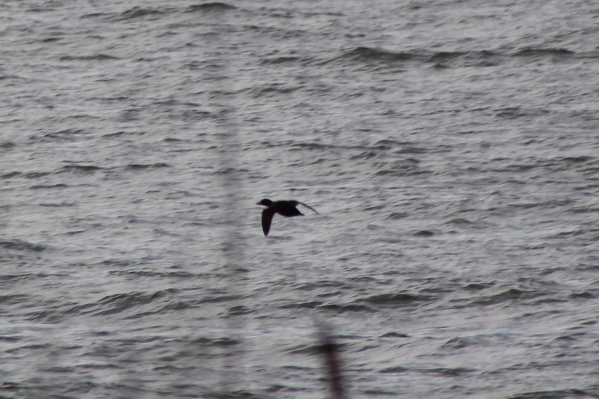 turpan žlutozobý - ML645507242