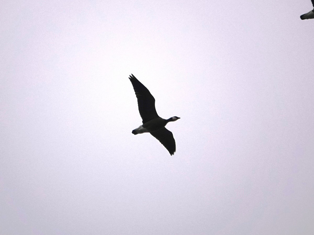 小加拿大雁 - ML645507254