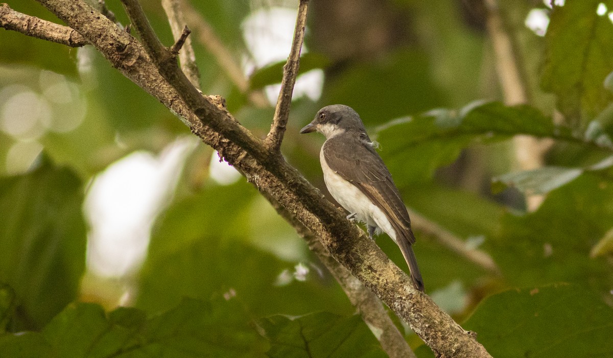 Malabar Woodshrike - ML645507259