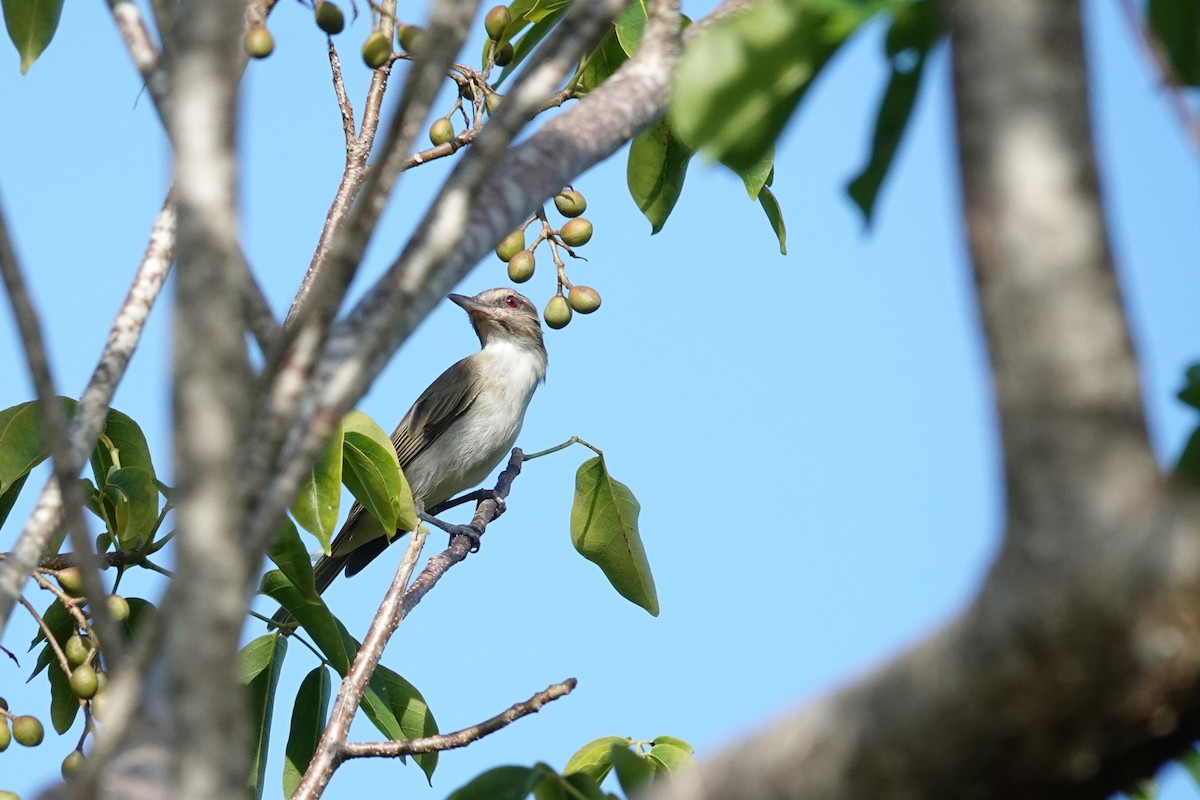 Black-whiskered Vireo - ML645507265