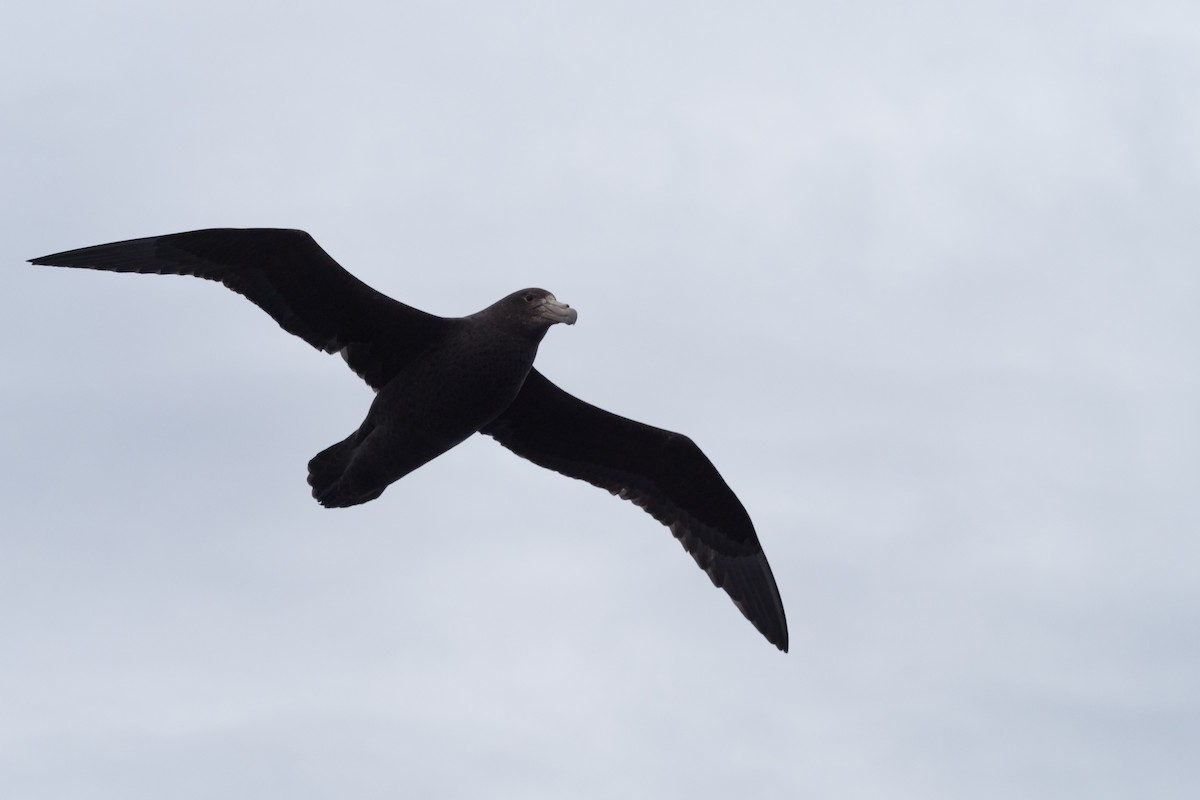 sørkjempepetrell - ML645507283