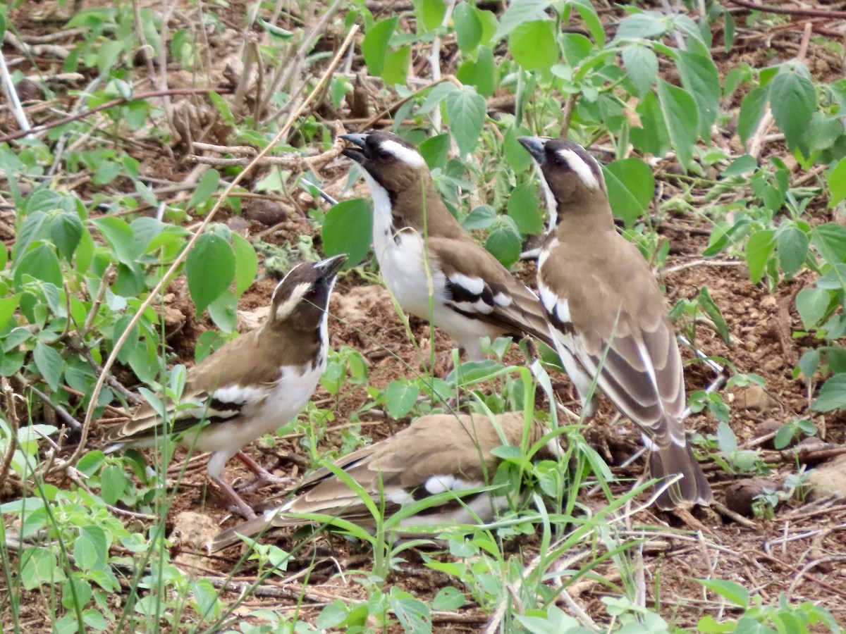 White-browed Sparrow-Weaver - ML645507284