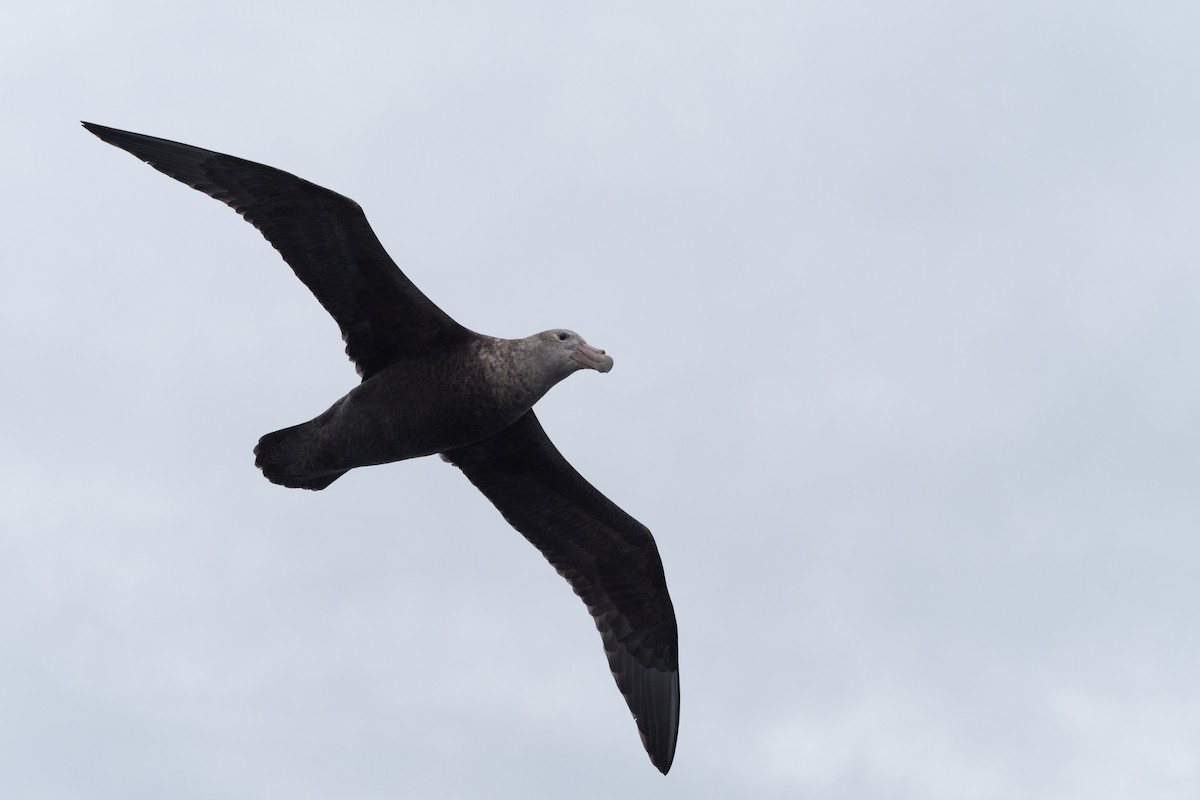 sørkjempepetrell - ML645507286