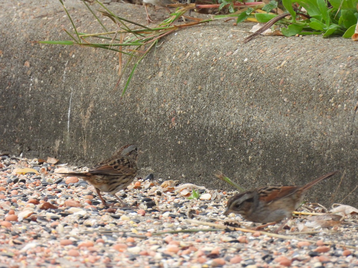 Swamp Sparrow - ML645507298