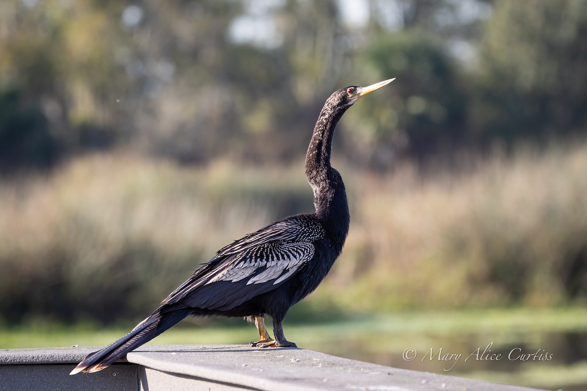 Anhinga - ML645507299