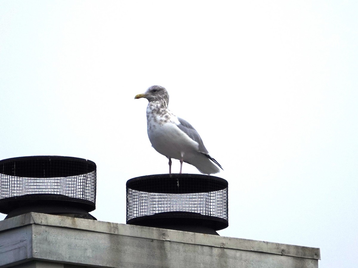 Glaucous-winged Gull - ML645507301