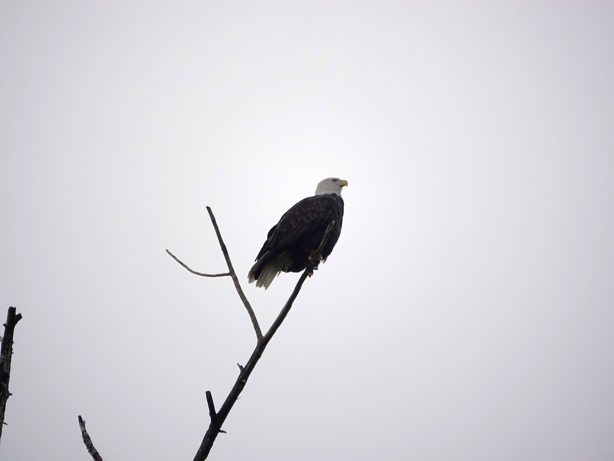 Bald Eagle - ML645507308
