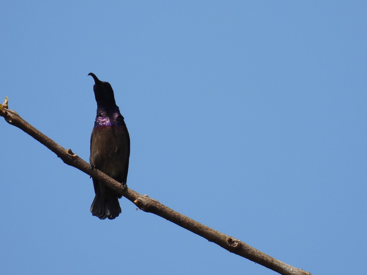 Loten's Sunbird - ML645507309