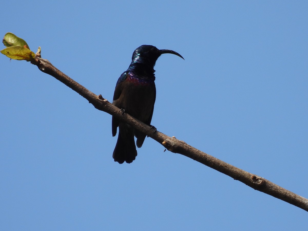 Loten's Sunbird - ML645507310