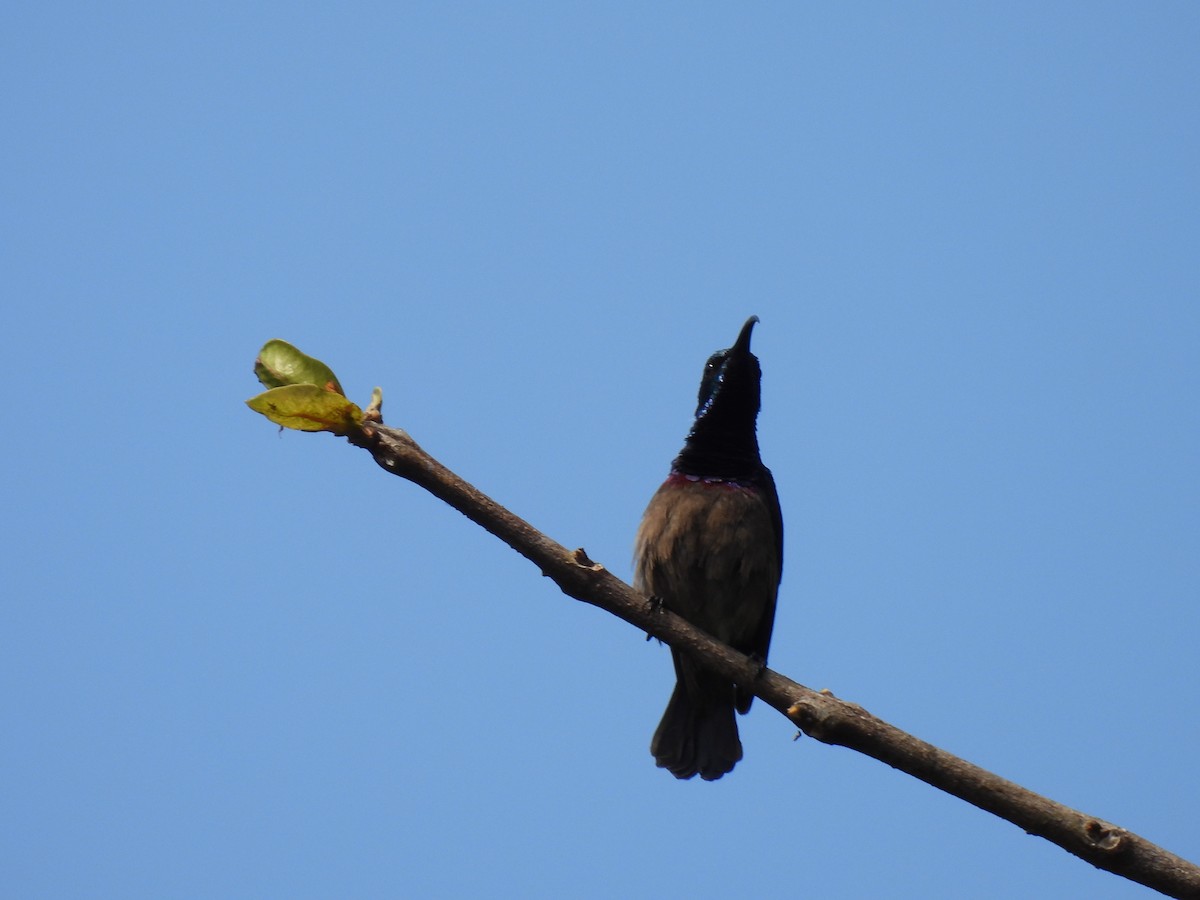 Loten's Sunbird - ML645507311