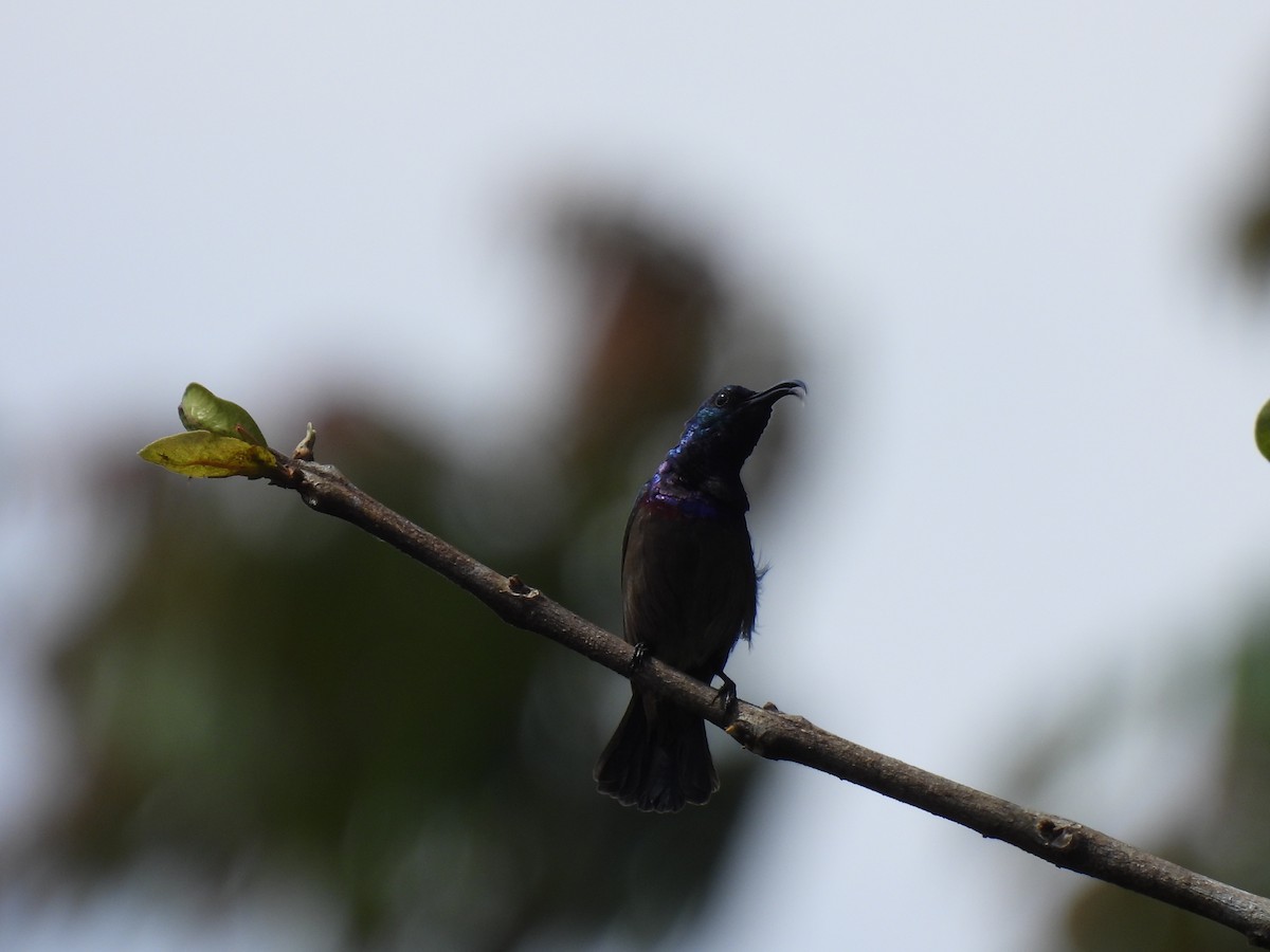 Loten's Sunbird - ML645507312