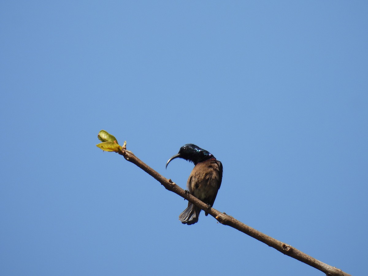 Loten's Sunbird - ML645507313