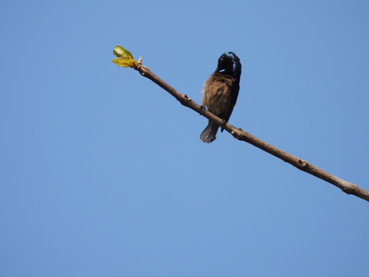 Loten's Sunbird - ML645507314