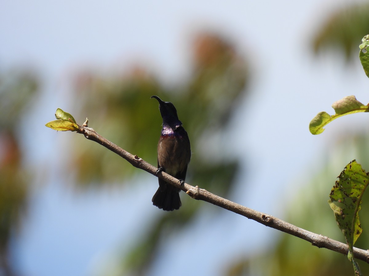 Loten's Sunbird - ML645507315