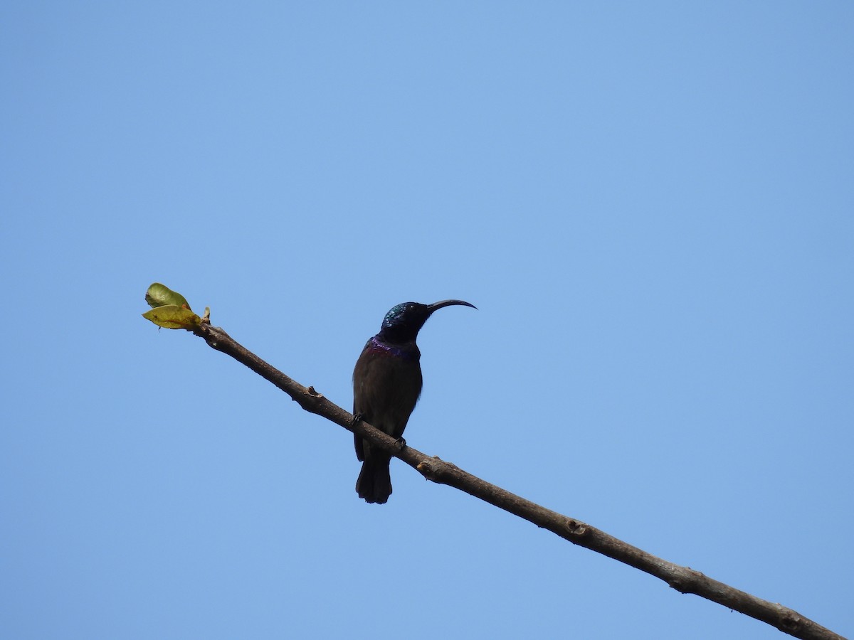 Loten's Sunbird - ML645507316