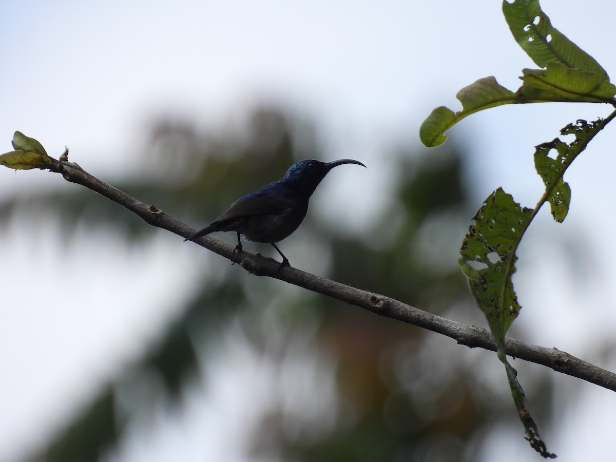 Loten's Sunbird - ML645507317