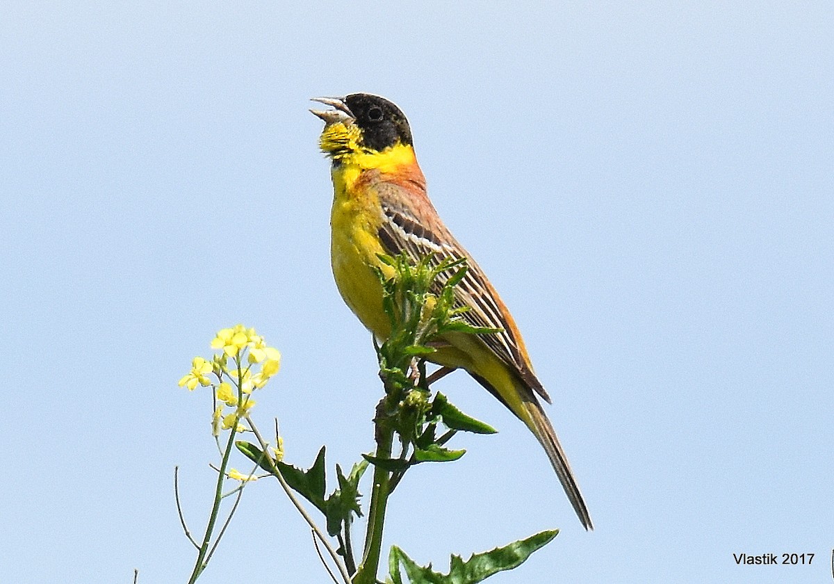 Black-headed Bunting - ML645507318