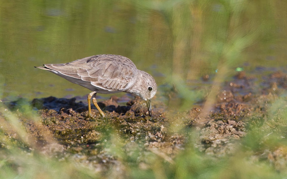 Temminck's Stint - ML645507320