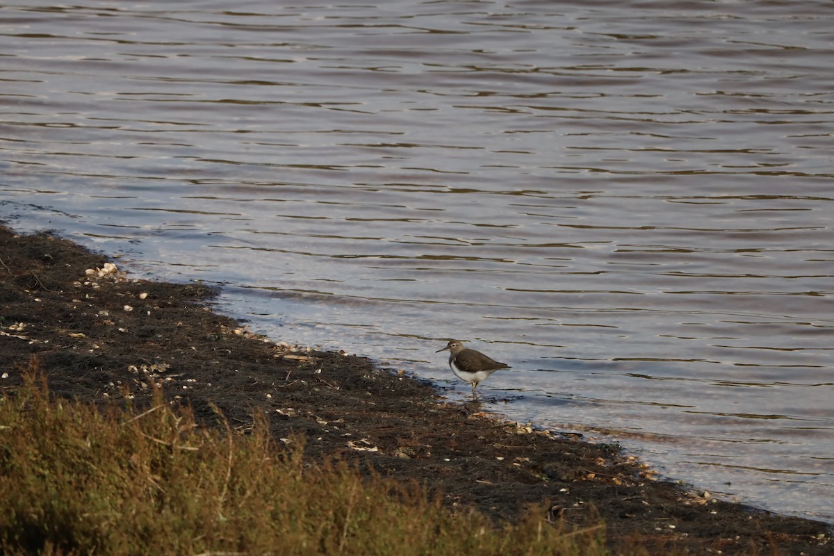 Common Sandpiper - ML645507321