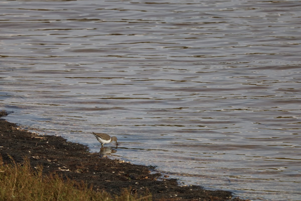 Common Sandpiper - ML645507322
