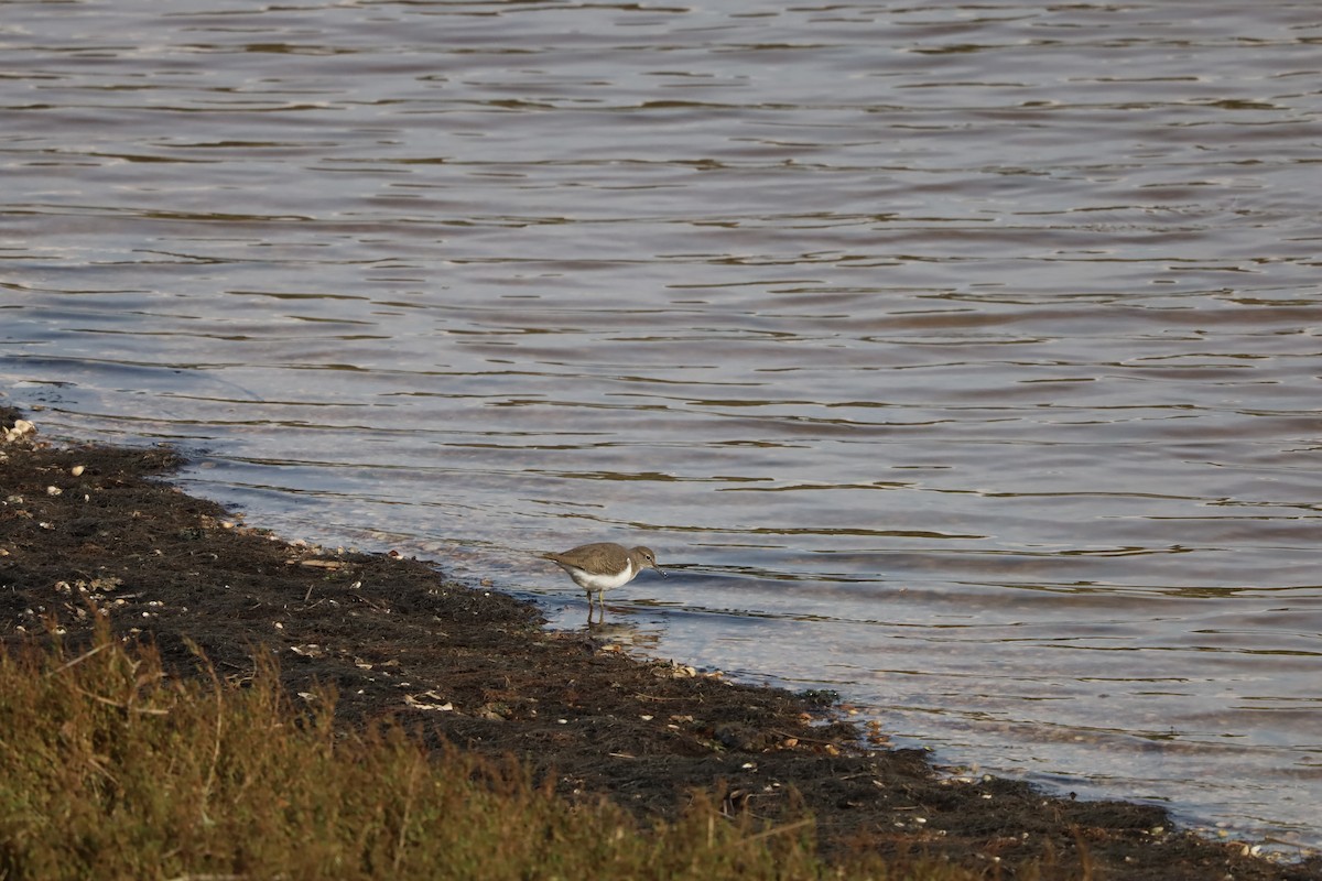 Common Sandpiper - ML645507323