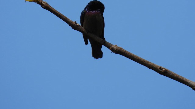 Маріка довгодзьоба - ML645507324