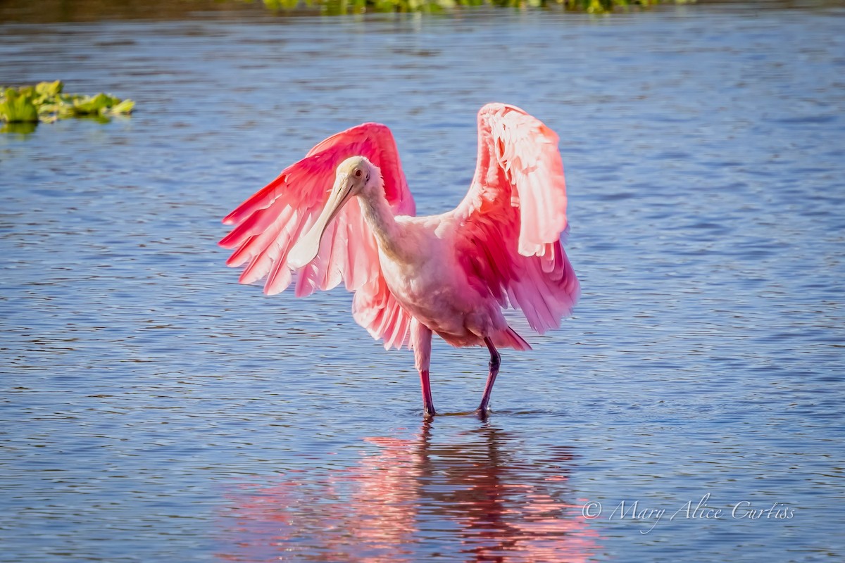 Roseate Spoonbill - ML645507325