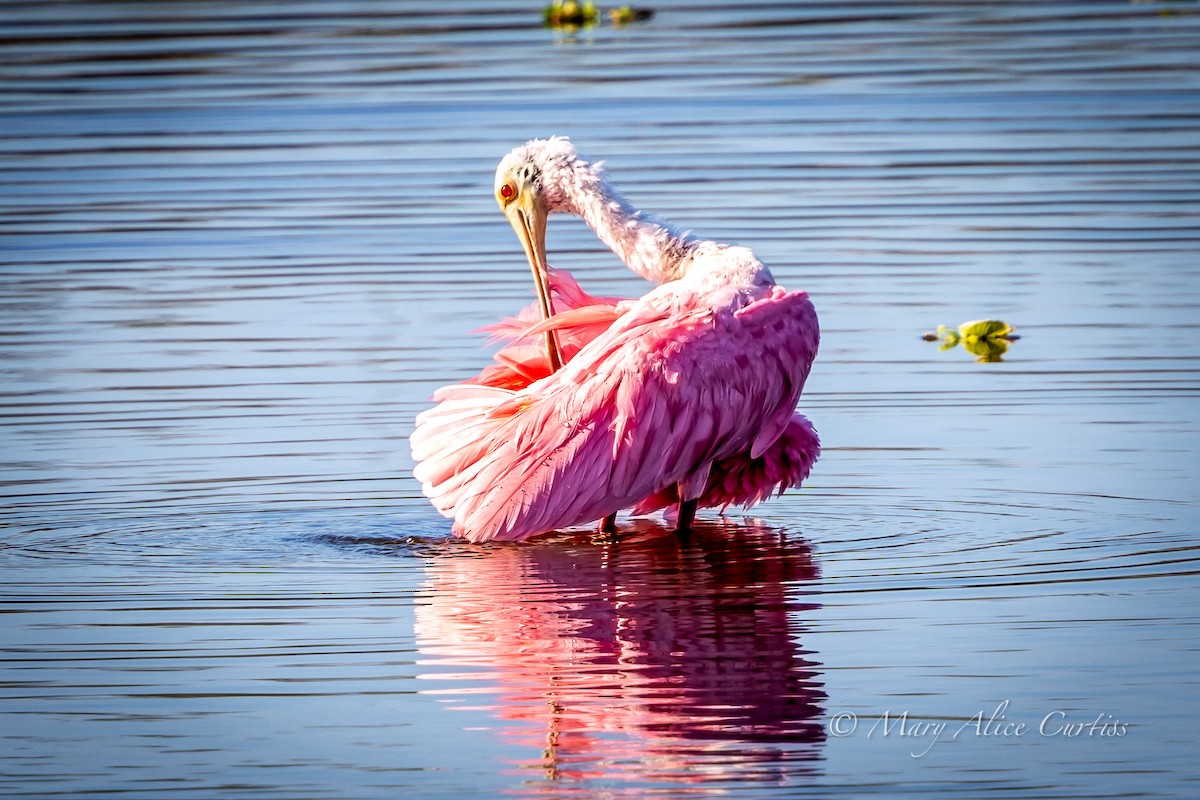 Roseate Spoonbill - ML645507326