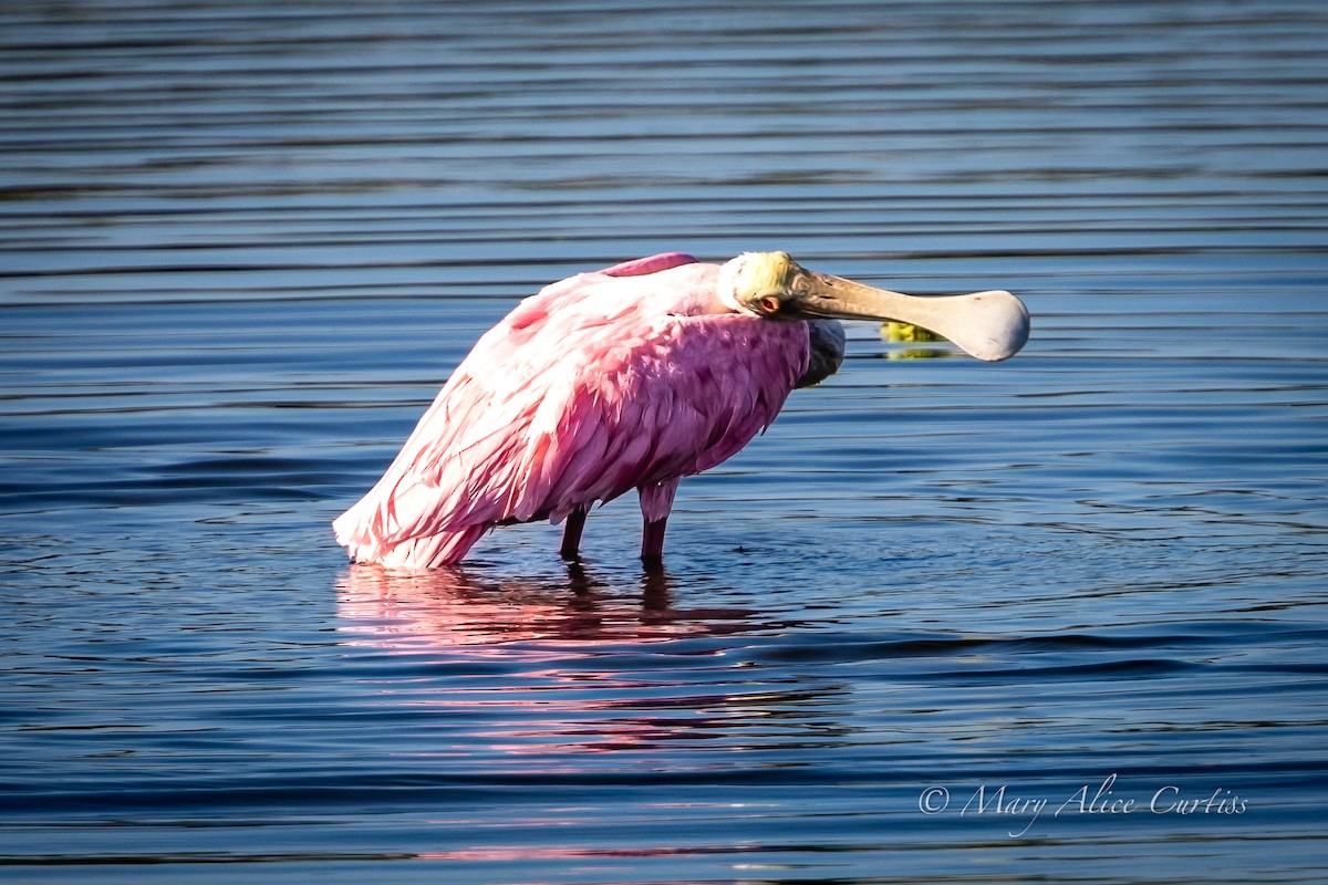 Roseate Spoonbill - ML645507327