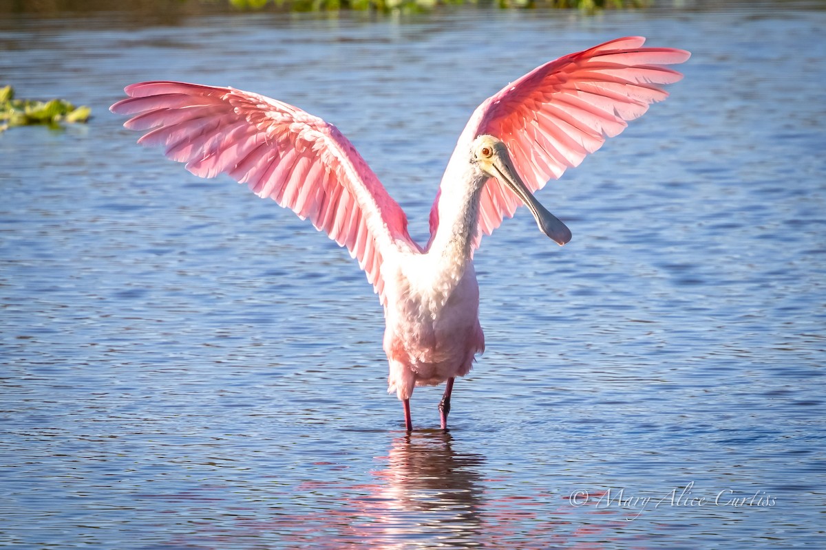 Roseate Spoonbill - ML645507328
