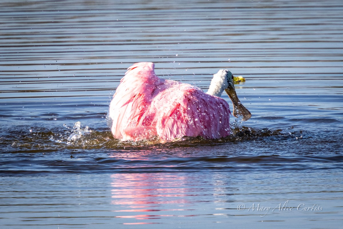 Roseate Spoonbill - ML645507329