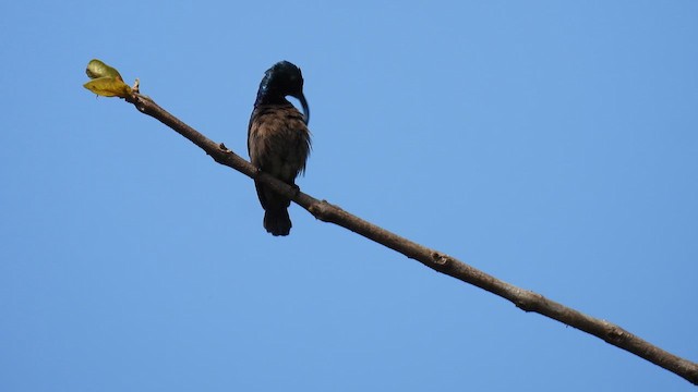 Loten's Sunbird - ML645507330