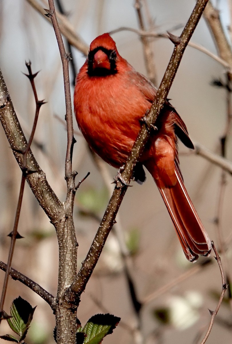 Northern Cardinal - ML645507331