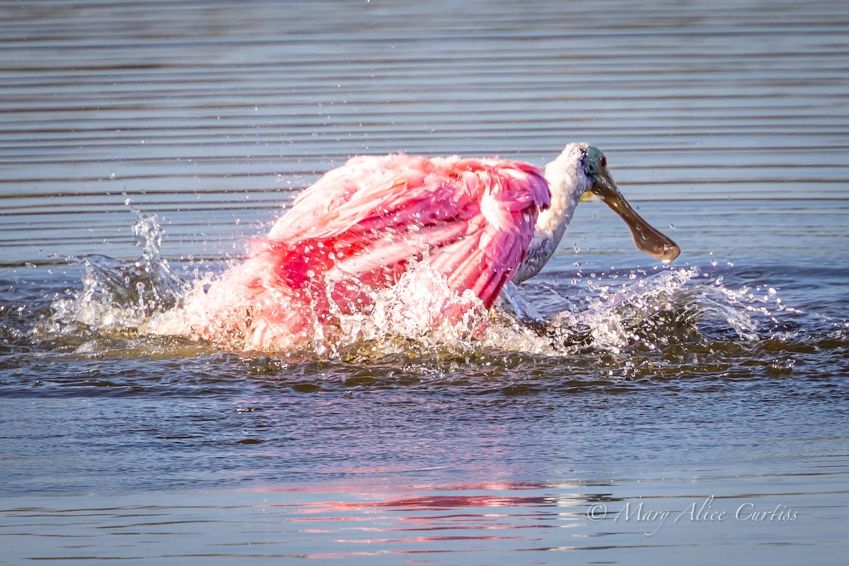 Roseate Spoonbill - ML645507332