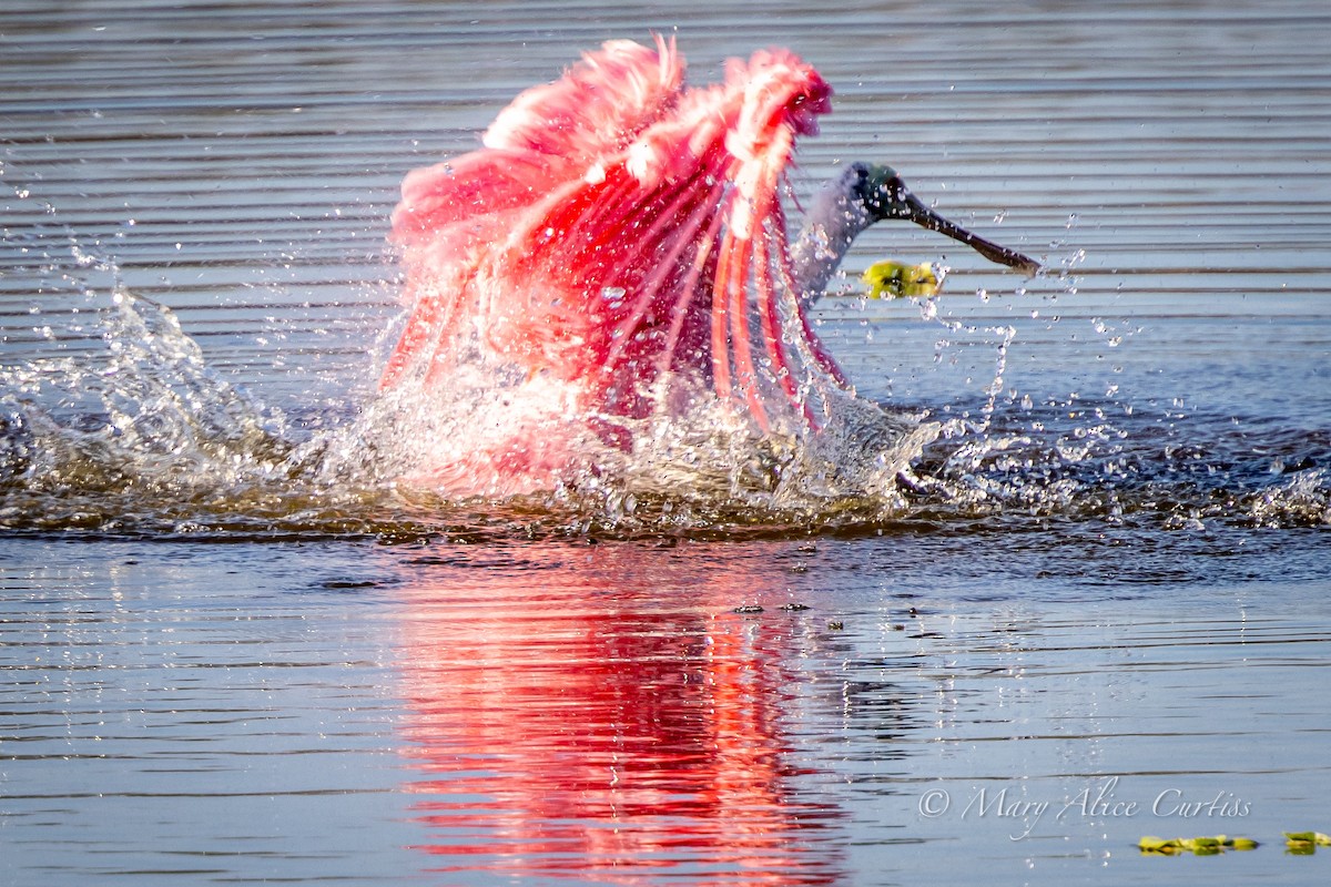 Roseate Spoonbill - ML645507333